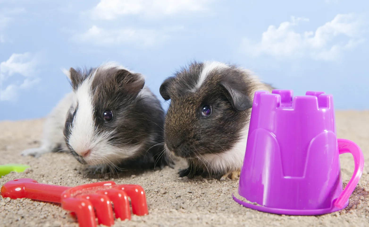 Two guinea pigs with toys.
